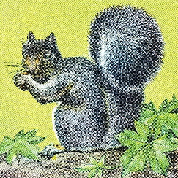 Squirrel. http: /  / csaimages.com / images / istockprofile / csa_vector_dsp.jpg