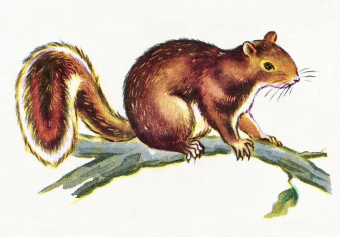 Framed Print : Squirrel on Branch Framed Print : Squirrel on Branch