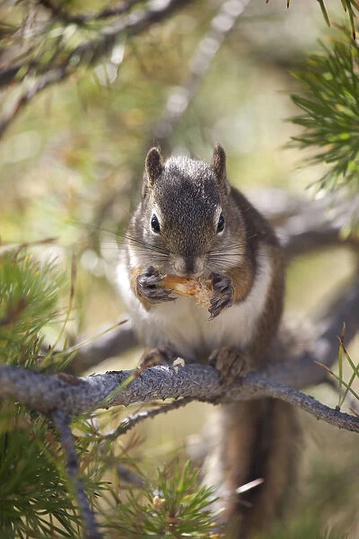 Squirrel Eating. Squirrel eating a pine cone