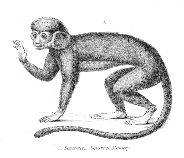 Framed Print : Squirrel monkey illustration 1803 Framed Print : Squirrel monkey illustration 1803