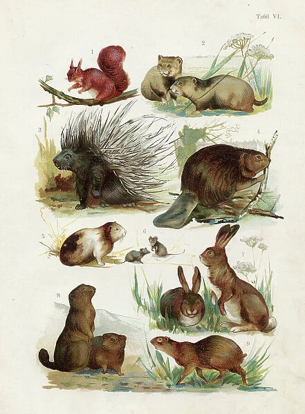 Squirrel, Porcupine, Beaver, Guinea pig, Hare, Marmota chromolithograph illustration 1891