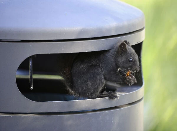 Squirrel -Sciurus vulgaris-, melanistic animal with black fur, sitting in a garbage can and eating Cola bottle wine gums, waste, Stuttgart, Baden-Wurttemberg, Germany