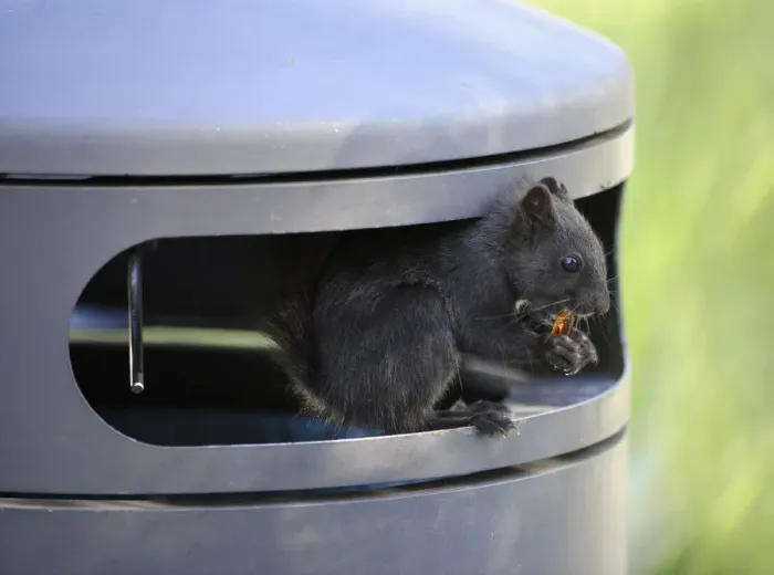 Framed Print : Squirrel -Sciurus vulgaris-, melanistic animal with black fur, sitting in a garbage can and eating Cola bottle wine gums, waste, Stuttgart, Baden-Wurttemberg, Germany Framed Print : Squirrel -Sciurus vulgaris-, melanistic animal with black fur, sitting in a garbage can and eating Cola bottle wine gums, waste, Stuttgart, Baden-Wurttemberg, Germany