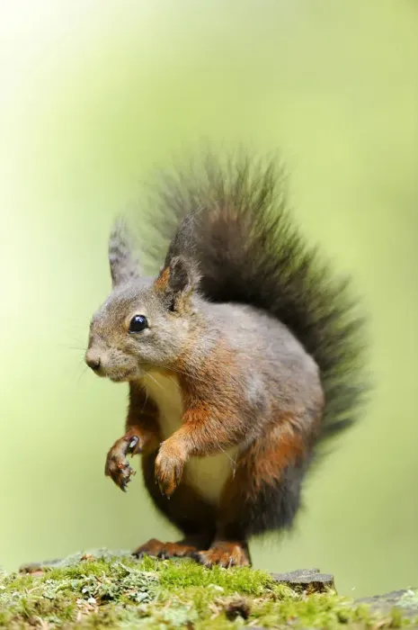 Framed Print : Squirrel -Sciurus vulgaris-, standing on moss Framed Print : Squirrel -Sciurus vulgaris-, standing on moss