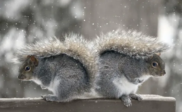 Framed Print : Back to back squirrels Framed Print : Back to back squirrels