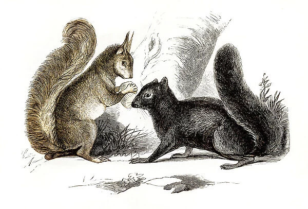 Squirrels engraving 1851