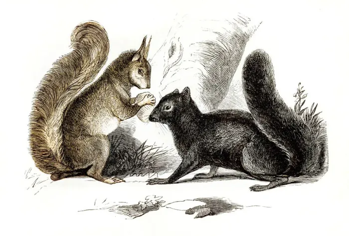 Framed Print : Squirrels engraving 1851 Framed Print : Squirrels engraving 1851