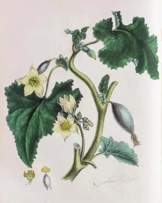 Framed Print : Squirting cucumber (Ecballium elaterium), from Plantae Utiliores or Illustrations of useful plants, hand-colored print by Mary Ann Burnett, 1842