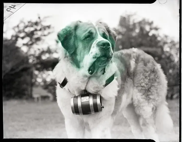 Framed Print : St. Bernard with Cask Framed Print : St. Bernard with Cask