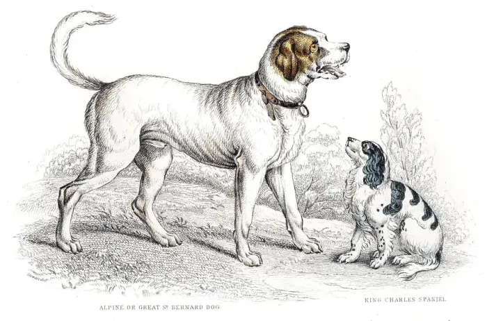 Framed Print : St. Bernard and King Charles Spaniel engraving