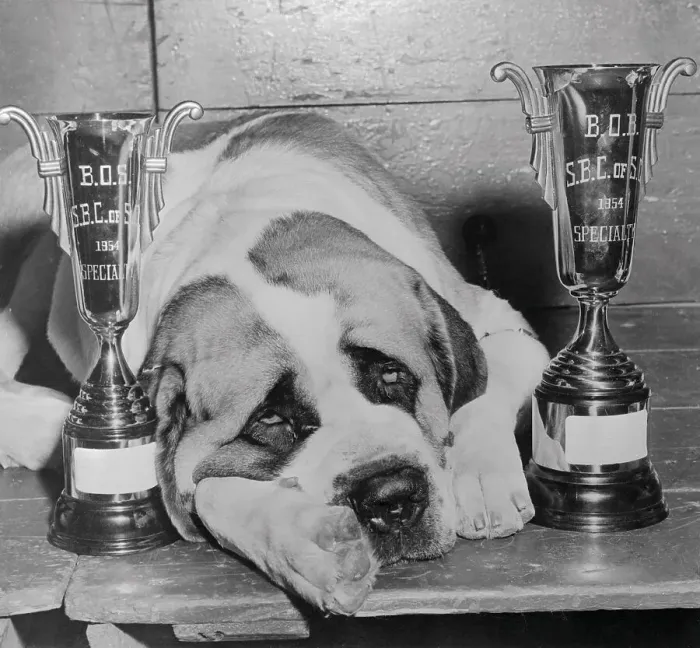 Framed Print : St. Bernard Lying Between Two Trophies Framed Print : St. Bernard Lying Between Two Trophies