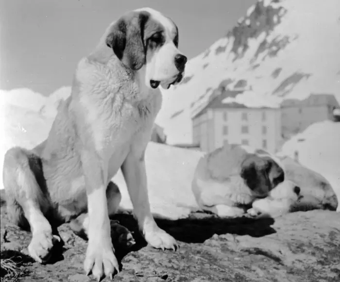 Framed Print : St Bernards Framed Print : St Bernards