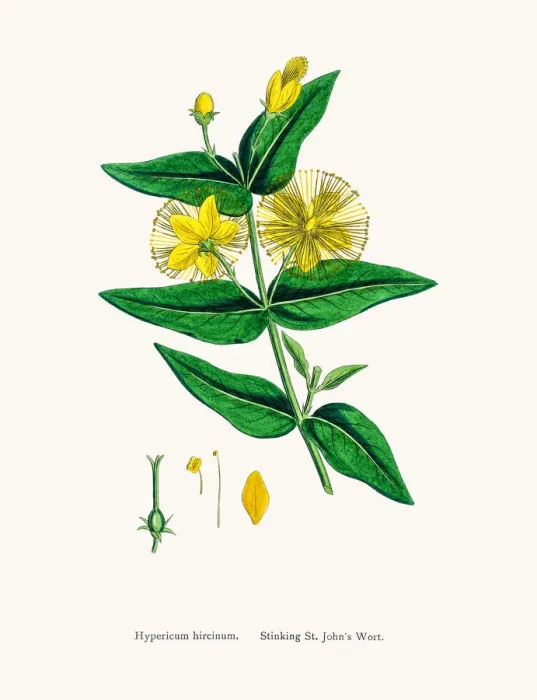 Framed Print : St Johns wort medicinal antidepressant plant Framed Print : St Johns wort medicinal antidepressant plant