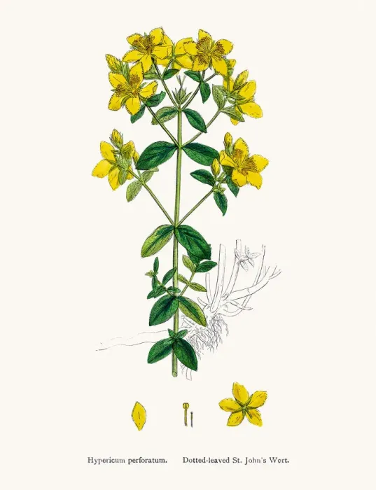 Framed Print : St Johns wort medicinal antidepressant plant Framed Print : St Johns wort medicinal antidepressant plant