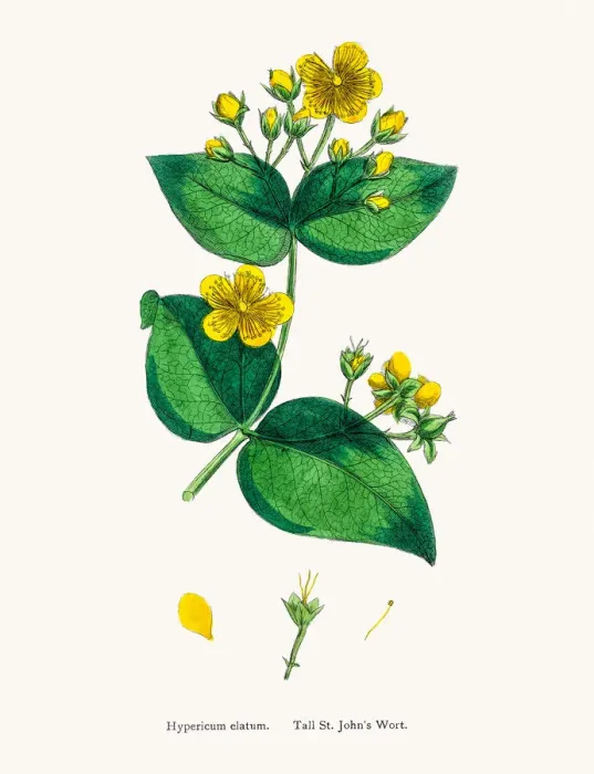 Framed Print : St Johns wort medicinal antidepressant plant Framed Print : St Johns wort medicinal antidepressant plant