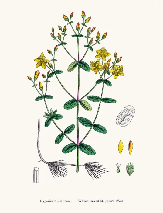 Framed Print : St Johns wort medicinal antidepressant plant Framed Print : St Johns wort medicinal antidepressant plant