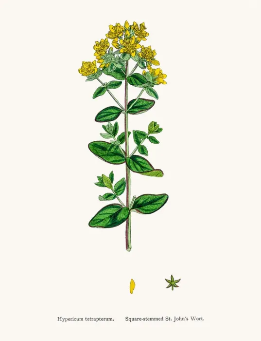 Framed Print : St Johns wort medicinal antidepressant plant Framed Print : St Johns wort medicinal antidepressant plant