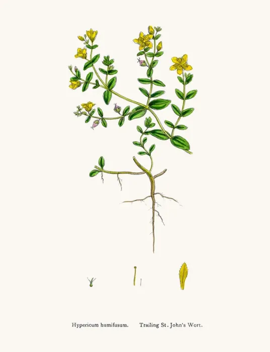 Framed Print : St Johns wort medicinal antidepressant plant Framed Print : St Johns wort medicinal antidepressant plant