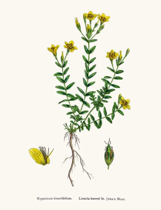 Framed Print : St Johns wort medicinal antidepressant plant Framed Print : St Johns wort medicinal antidepressant plant