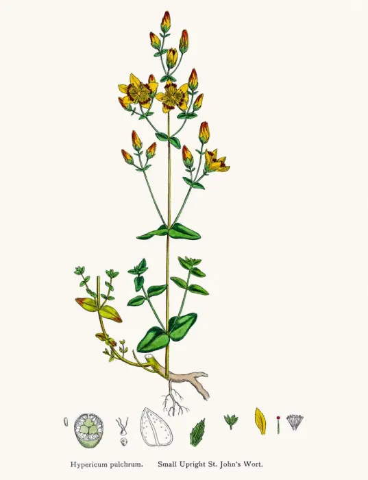 Framed Print : St Johns wort medicinal antidepressant plant Framed Print : St Johns wort medicinal antidepressant plant