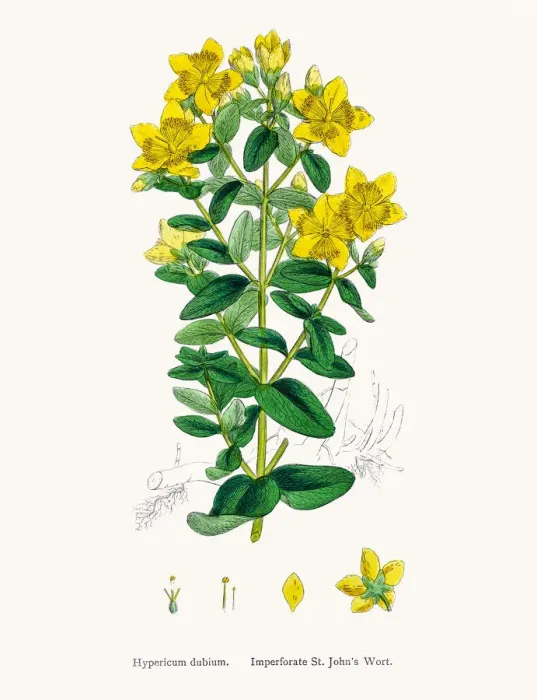 Framed Print : St Johns wort medicinal antidepressant plant Framed Print : St Johns wort medicinal antidepressant plant