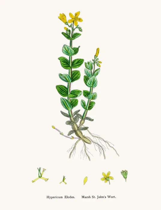 Framed Print : St Johns wort medicinal antidepressant plant Framed Print : St Johns wort medicinal antidepressant plant