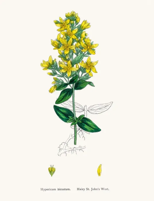 Framed Print : St Johns wort medicinal antidepressant plant Framed Print : St Johns wort medicinal antidepressant plant
