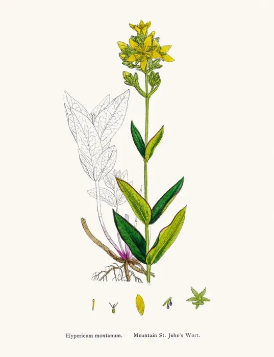 Framed Print : St Johns wort medicinal antidepressant plant Framed Print : St Johns wort medicinal antidepressant plant