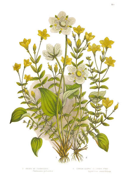 St. Johns Wort and Parnassus Grass Victorian Botanical Illustration