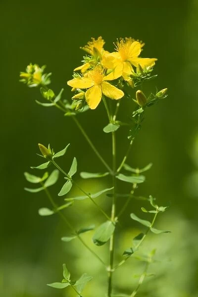 St. Johns Wort, Tiptons Weed or Chase-devil -Hypericum perforatum-, a medicinal plant, flowering, Jena, Thuringia, Germany