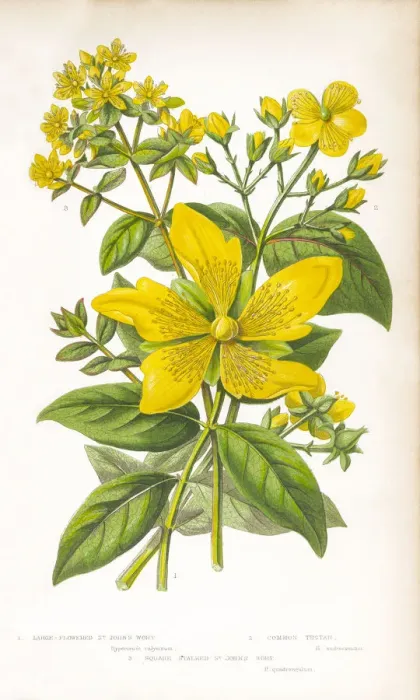 Framed Print : St. Johns Wort Victorian Botanical Illustration Framed Print : St. Johns Wort Victorian Botanical Illustration
