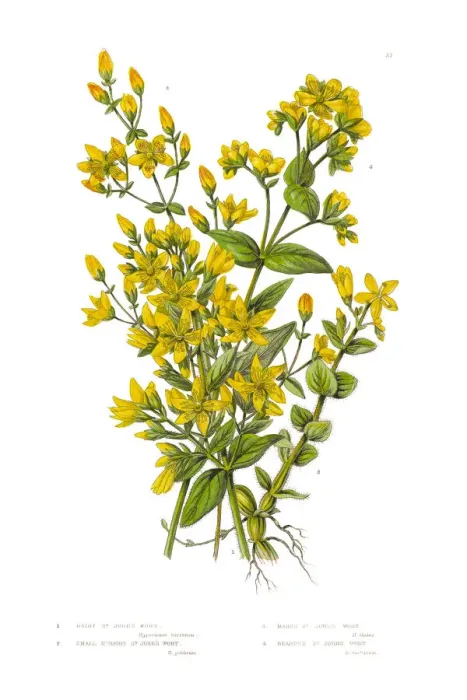 Framed Print : St. Johns Wort Victorian Botanical Illustration Framed Print : St. Johns Wort Victorian Botanical Illustration