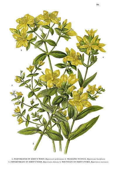 St. John's Wort Victorian Botanical Illustration
