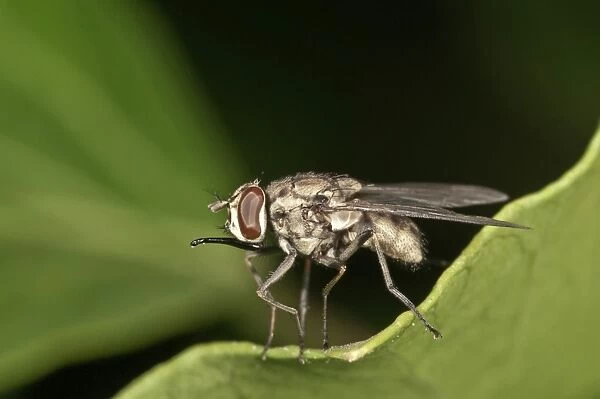 Stable Fly -Stomoxys calcitrans-, Untergroeningen, Baden-Wuerttemberg, Germany, Europe