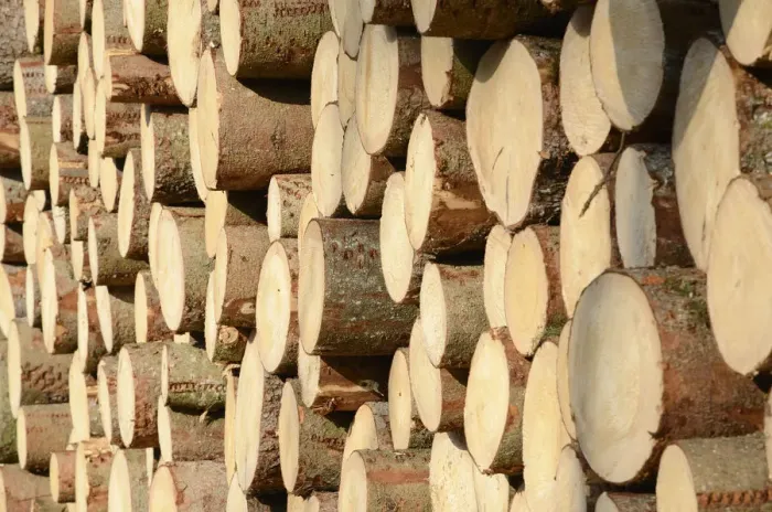 Framed Print : Stack of freshly cut spruce logs, Raubling, Bavaria, Germany Framed Print : Stack of freshly cut spruce logs, Raubling, Bavaria, Germany