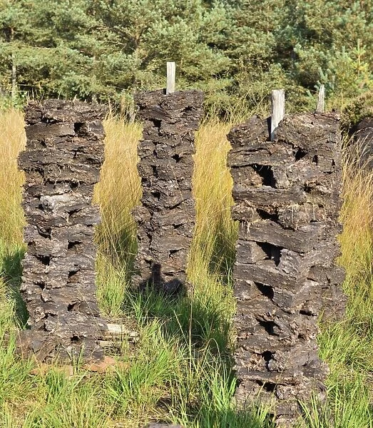 Stacks of peat sods left or drying in the traditional manner, Grundbeckenmoor Rosenheim, near Raubling, Upper Bavaria, Bavaria, Germany