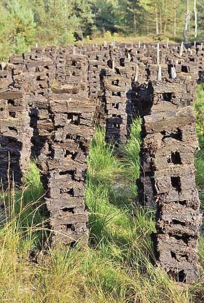 Stacks of peat sods left or drying in the traditional manner, Grundbeckenmoor Rosenheim, near Raubling, Upper Bavaria, Bavaria, Germany