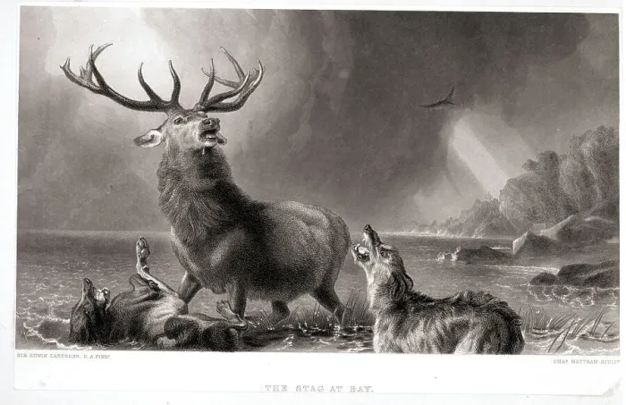 Framed Print : Stag Being Attacked By Two Wolves Framed Print : Stag Being Attacked By Two Wolves