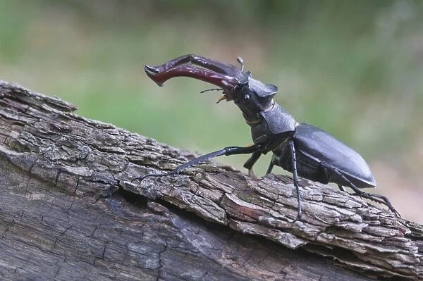 Stag beetle -Lucanus cervus-, Emsland region, Lower Saxony, Germany, Europe