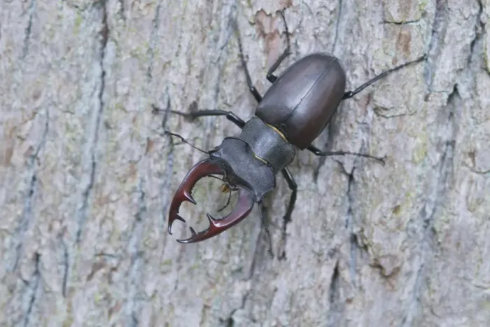 Framed Print : Stag beetle -Lucanus cervus-, Emsland region, Lower Saxony, Germany, Europe Framed Print : Stag beetle -Lucanus cervus-, Emsland region, Lower Saxony, Germany, Europe