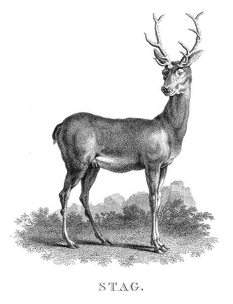 Stag deer engraving 1812