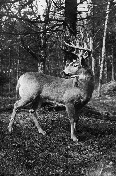 Deer. circa 1930: A stag deer in a New Brunswick forest