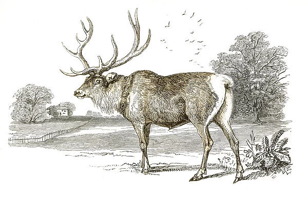 Stag engraving 1851