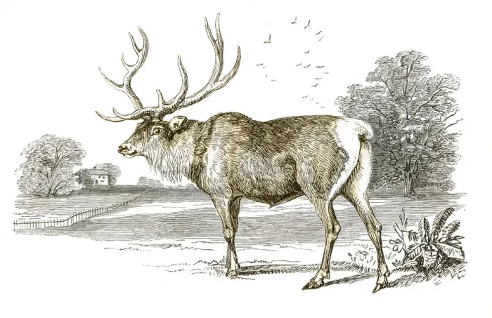 Framed Print : Stag engraving 1851 Framed Print : Stag engraving 1851