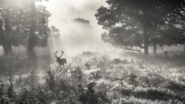 Stag in the mist