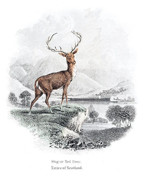 The stag red deer engraving 1855
