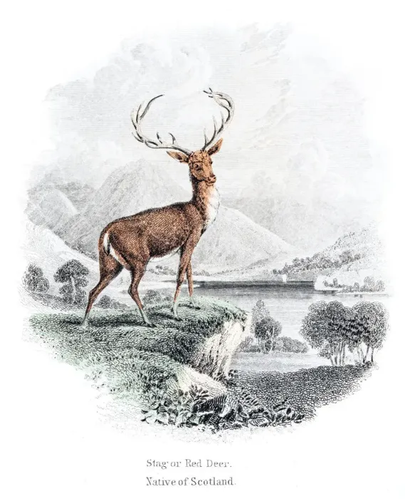 Framed Print : The stag red deer engraving 1855 Framed Print : The stag red deer engraving 1855