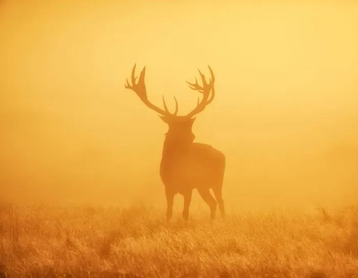Framed Print : Stag in Sunrise Framed Print : Stag in Sunrise