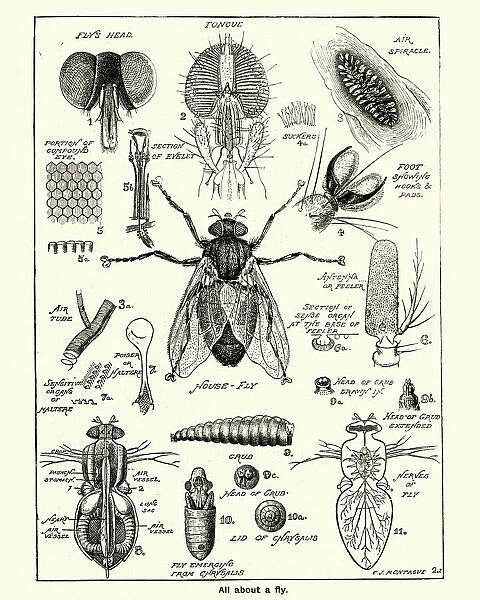 Stages and anatomy of a house fly