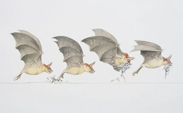 Four stages of bat swooping down to grab a fish out of the water, side view
